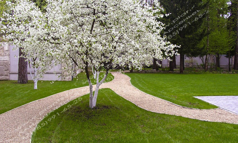 Садовая дорожка - газон - цветение вишни